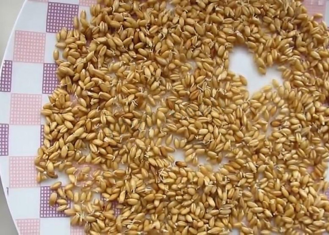 Проростки пшениці в домашніх умовах рецепт з фото 