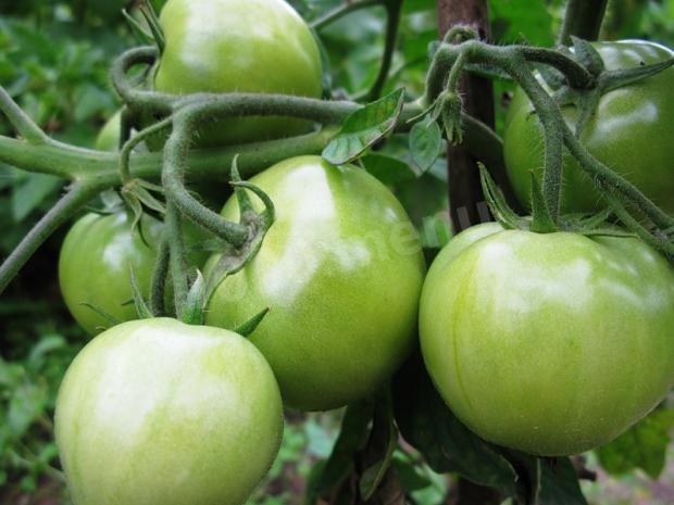 Варення із зелених помідорів рецепт з фото 